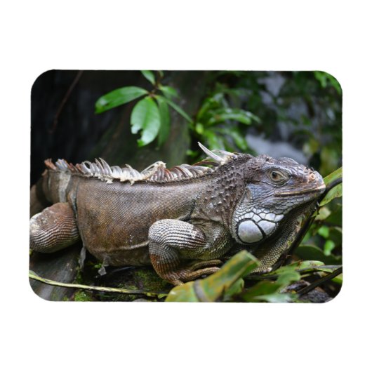 見て私を見るLizzard Singapore Zoo Magnet マグネット (横)