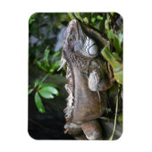 見て私を見るLizzard Singapore Zoo Magnet マグネット (縦)