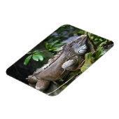 見て私を見るLizzard Singapore Zoo Magnet マグネット (左側)