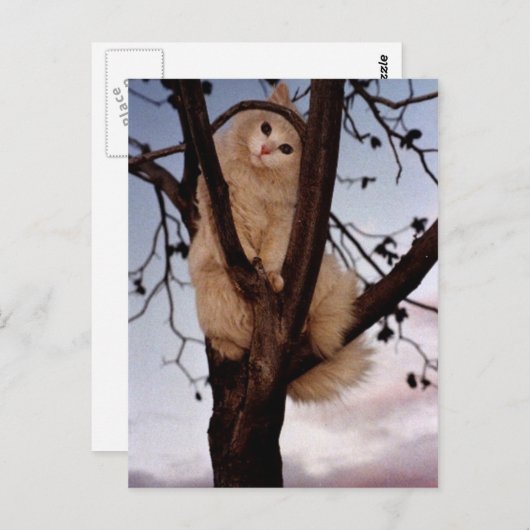 見て！ ポストカード (正面/裏面)