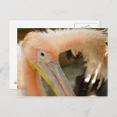 見ますペリカンの郵便はがき ポストカード (正面/裏面)