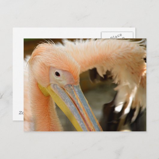 見ますペリカンの郵便はがき ポストカード (正面/裏面)