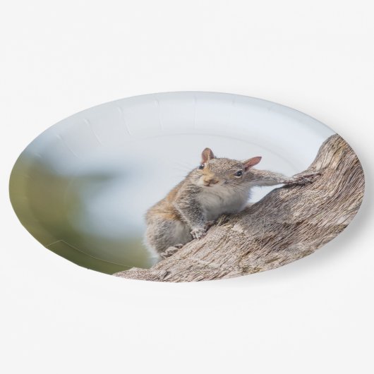 見ること! リスの紙皿 ペーパープレート (アングル)