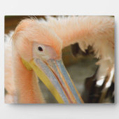 見るペリカンプラーク フォトプラーク (正面)