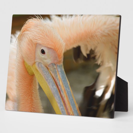 見るペリカンプラーク フォトプラーク (側面)