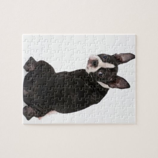 見るボストンテリアギフト用の箱が付いているパズル ジグソーパズル (横)