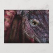 見る人の目 – はがき (正面)