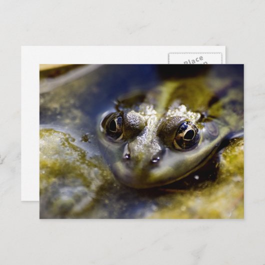 見る ポストカード (正面/裏面)