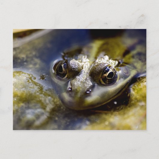 見る ポストカード (正面)