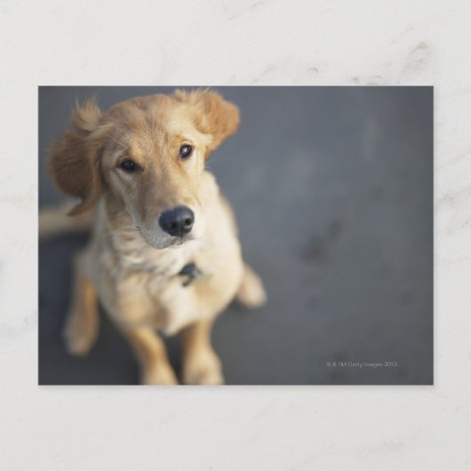 見上げている犬 ポストカード (正面)