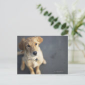 見上げている犬 ポストカード (スタンド正面)