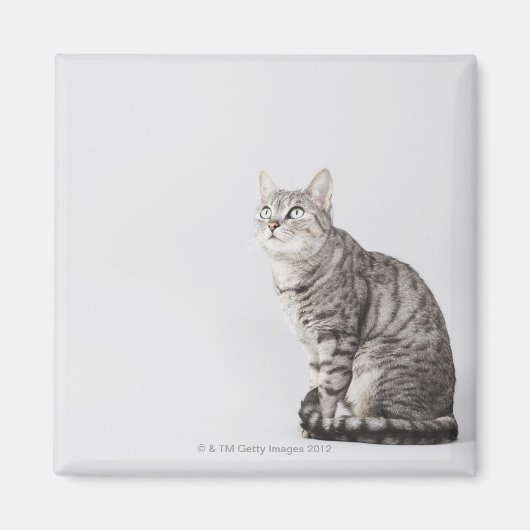 見上げる猫 マグネット (正面)