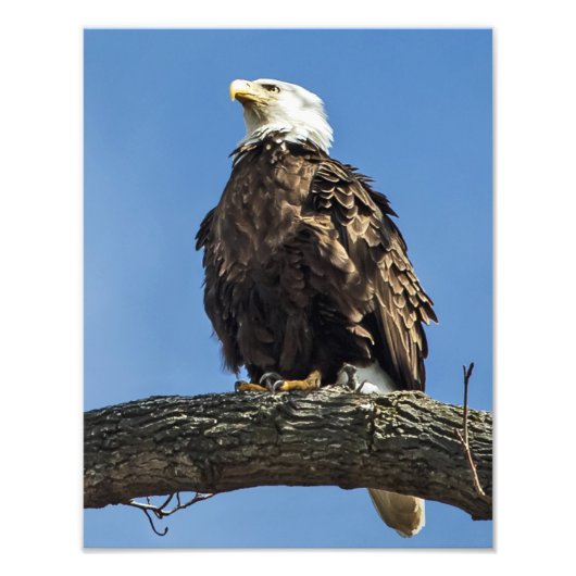 見上げる フォトプリント            (正面)