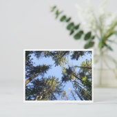 見上げる ポストカード (スタンド正面)