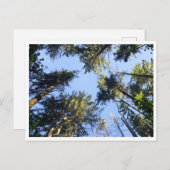 見上げる ポストカード (正面/裏面)