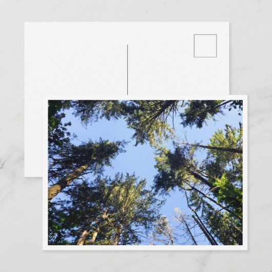 見上げる ポストカード (正面/裏面)