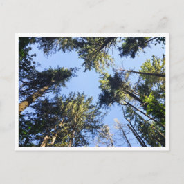 見上げる ポストカード