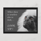 見上げる ポストカード (正面)
