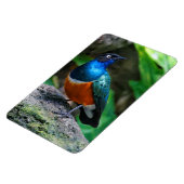 見事なアフリカのスーパーブスターリングの歌鳥 マグネット (左側)