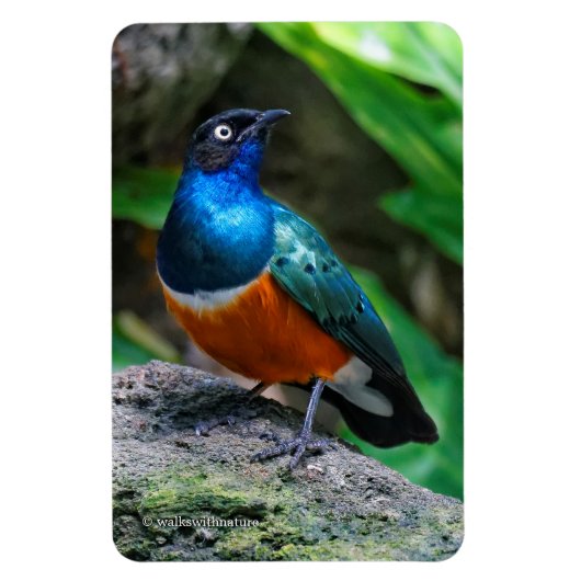 見事なアフリカのスーパーブスターリングの歌鳥 マグネット (縦)