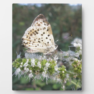 見事なクリームとチョコレートの蝶 フォトプラーク