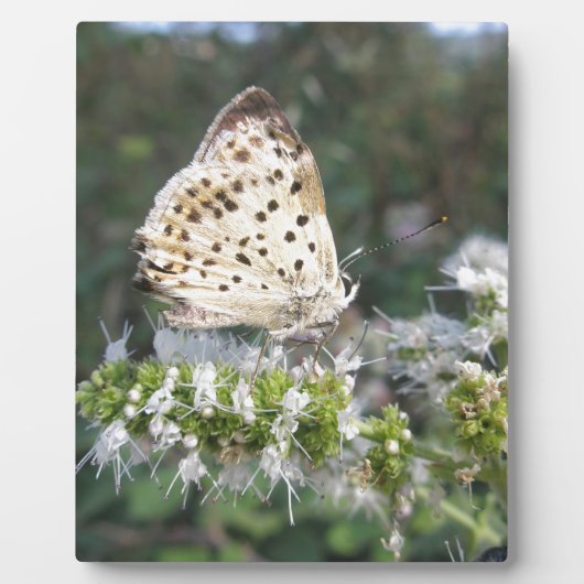 見事なクリームとチョコレートの蝶 フォトプラーク (正面)