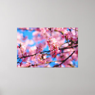 見事なピンクの桜と春の青空 キャンバスプリント