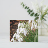 見事な春のスノードロップス ポストカード (スタンド正面)