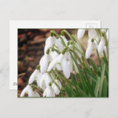 見事な春のスノードロップス ポストカード (正面/裏面)