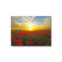 見事な赤いケシ