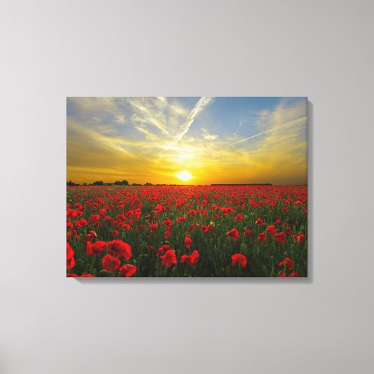 見事な赤いケシ キャンバスプリント (正面)