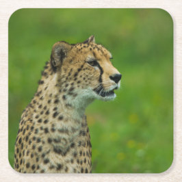 見張り台でチーター スクエアペーパーコースター