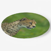 見張り台でチーター ペーパープレート (アングル)