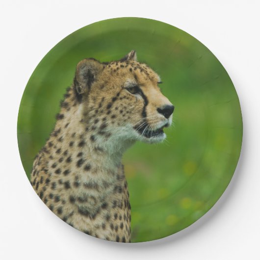 見張り台でチーター ペーパープレート (正面)