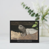 見張り台の亀 ポストカード (スタンド正面)