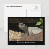 見張り台の亀 ポストカード (正面/裏面)