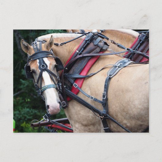 見返すドラフト馬に感謝 ポストカード (正面)