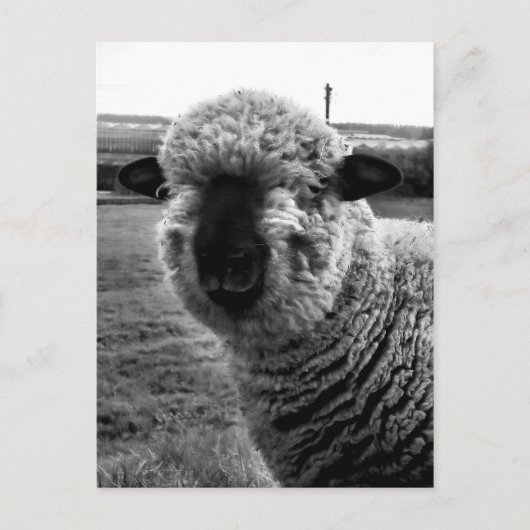 視界から消えたM-a-a-n ポストカード (正面)