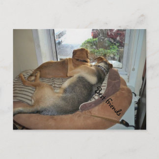 視界を共有して抱き締める犬 ポストカード