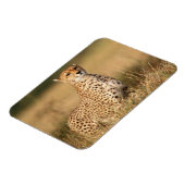 視認性を高めるための小さなマウンド上のチーター マグネット (左側)
