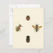 視野のスタジオによるはえそしてカブトムシ ポストカード (正面/裏面)