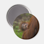 覗き見るオランウタンベビー マグネット (正面/裏面)