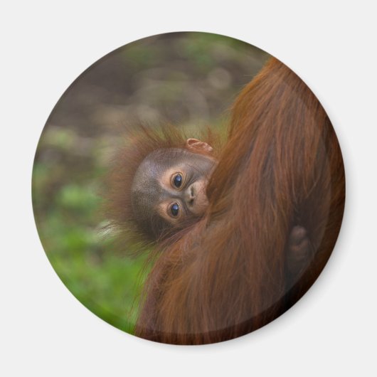 覗き見るオランウタンベビー マグネット (正面)