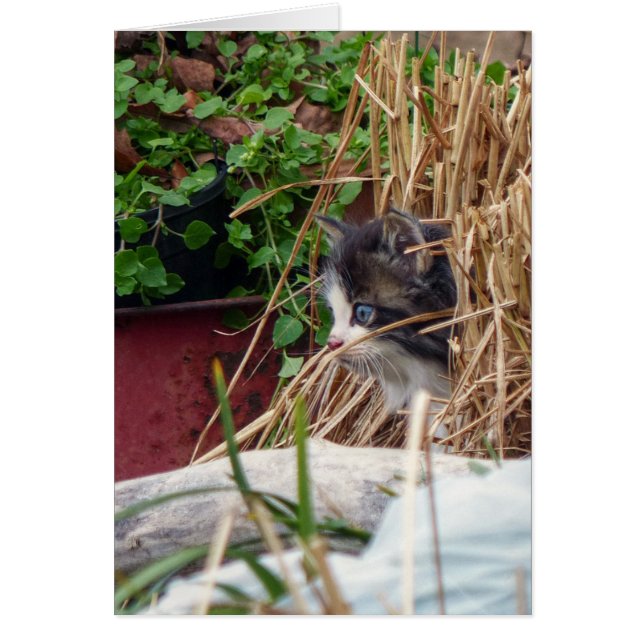 覗き見る (正面)