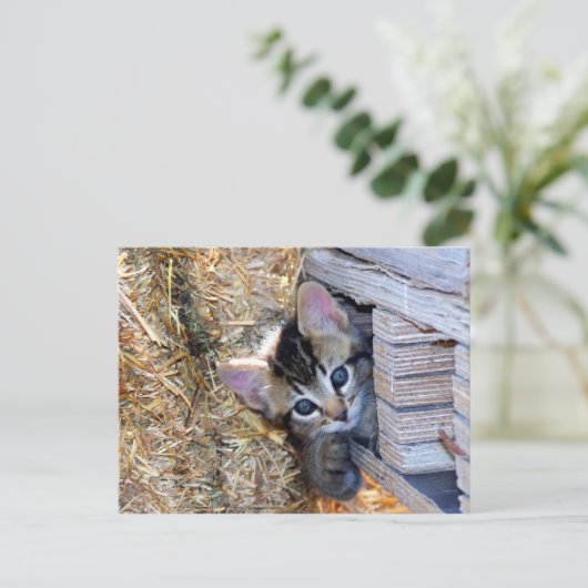 覗き見る ポストカード (スタンド正面)