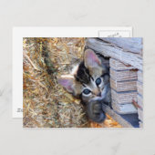 覗き見る ポストカード (正面/裏面)