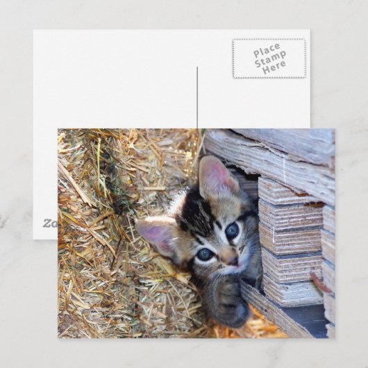 覗き見る ポストカード (正面/裏面)