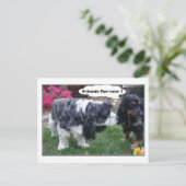 親友の毛皮 ポストカード (スタンド正面)