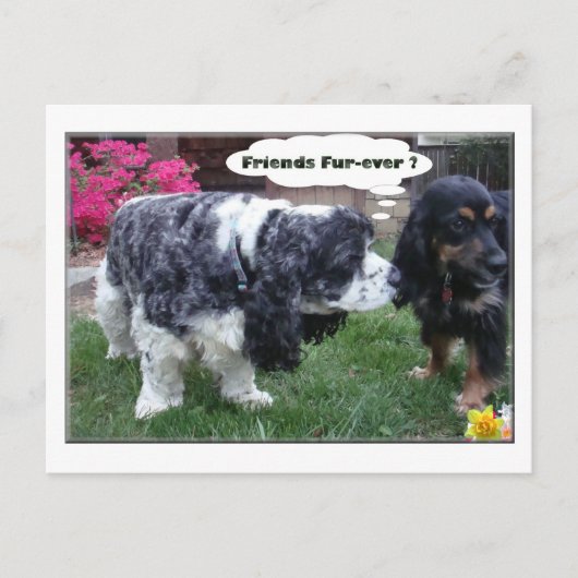 親友の毛皮 ポストカード (正面)