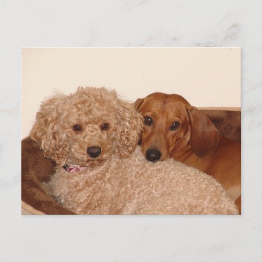 親友 ポストカード (正面)